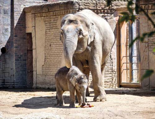 Leipziger Zoo oder Innenstadtbummel am 25.07.2025