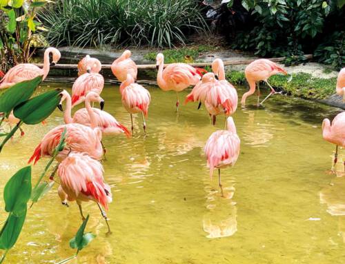 Hagenbecks Tierpark oder Hamburg zum Bummeln am 08.07.2025