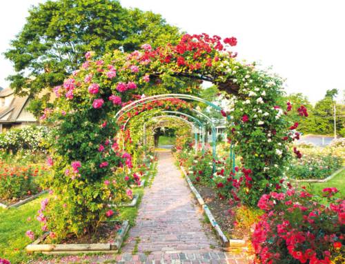Unterwegs im Südharz ein Meer aus Rosen und ein schiefer Turm am 03.07.2025