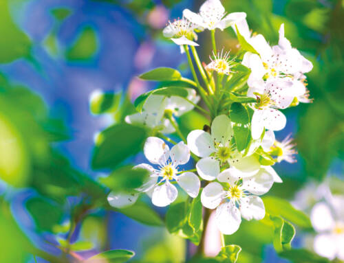 Saisoneröffnung 2026 vom 27.03. – 31.03.2026