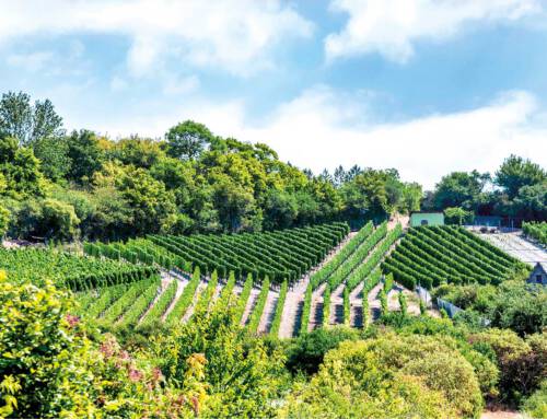 Wein und Musik an der Saale am 28.04.2026