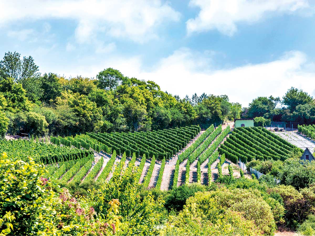 Foto: Ralf-Geithe, Shutterstock