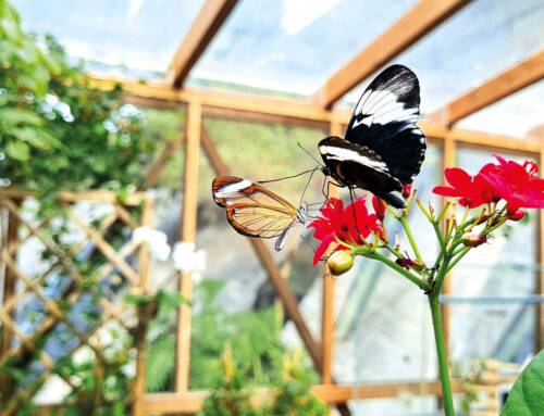 „Weltreise“ durch Potsdam und Mittagsbuffet unter Palmen am 20.05.2026